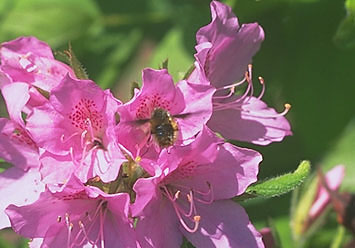 A hovering bee fly