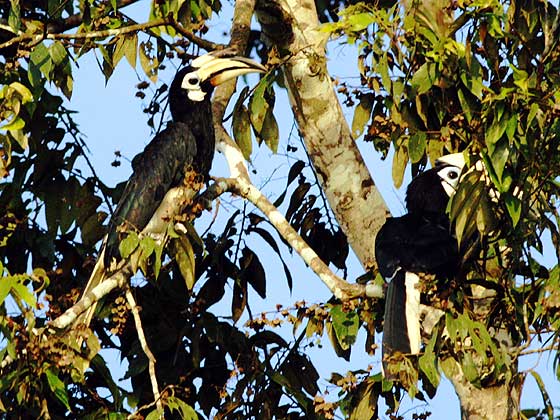 oriental pied hornbills