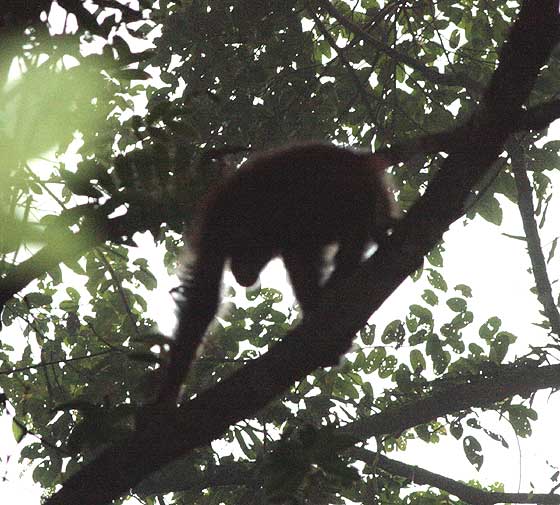 A young bornean orangutan