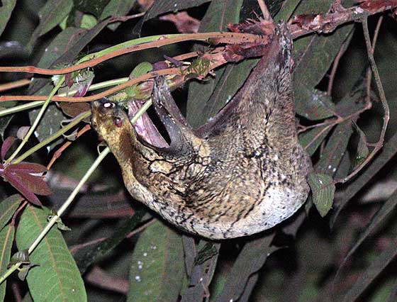 A malayan flying lemur