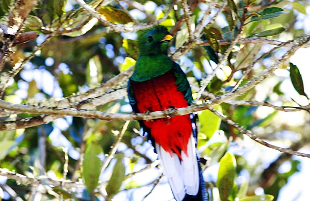 Resplendent Quetzal adult male