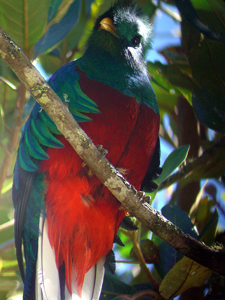 Resplendent Quetzal adult male