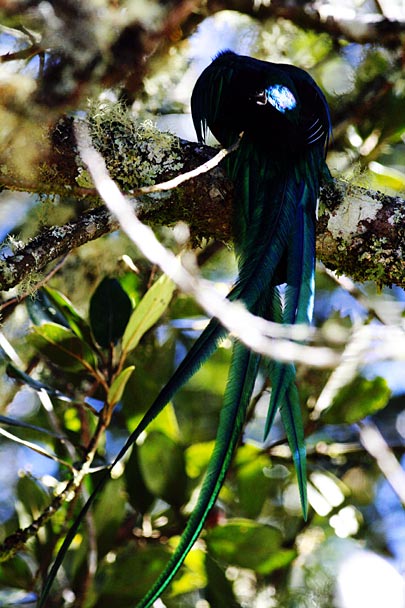 Resplendent Quetzal adult male