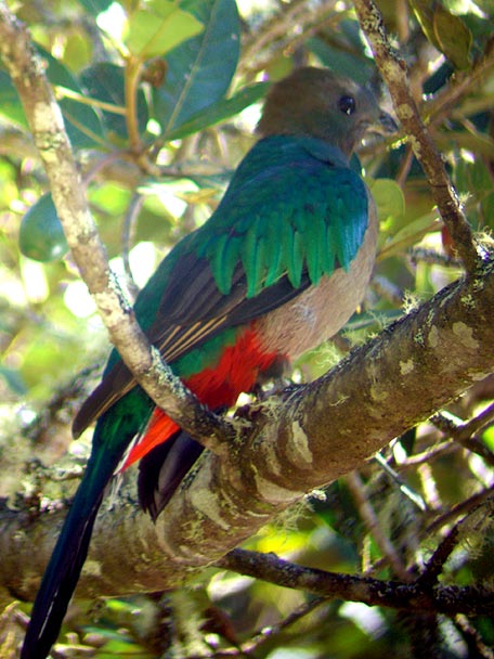 Resplendent Quetzal adult female