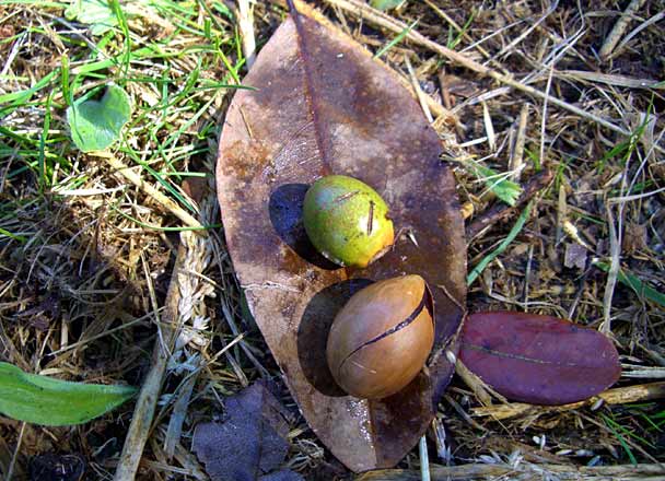 Wild Avocados