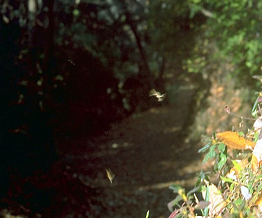 A flight of male adult fuyu-shaku moths