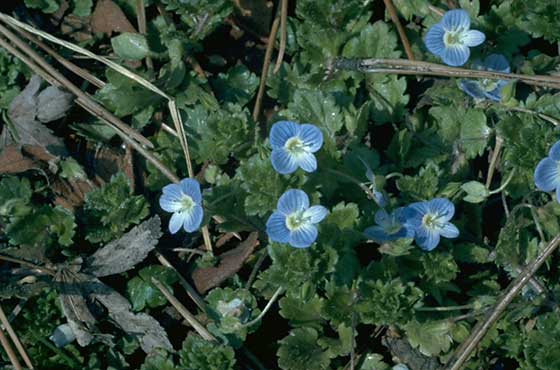 Common speedwell