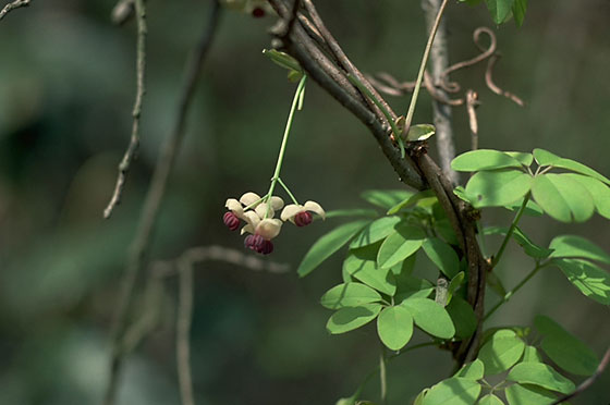 Akebi vine