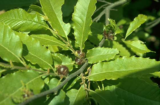 Kunugi oak