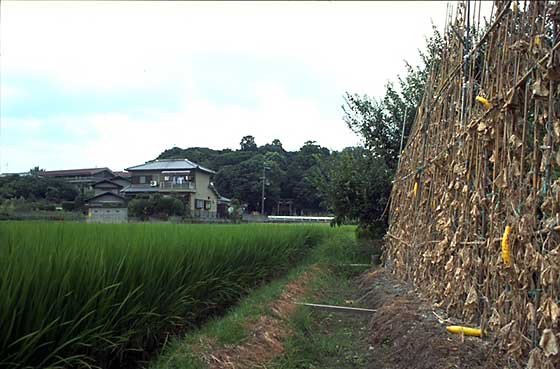 Rice paddies