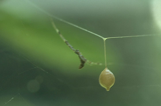 Chiri isoro-gumo spider