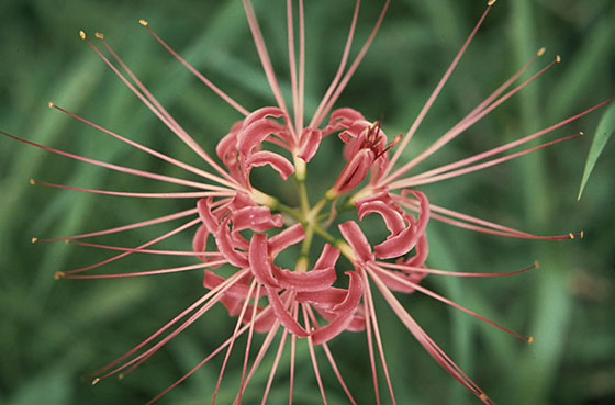 Spider lily