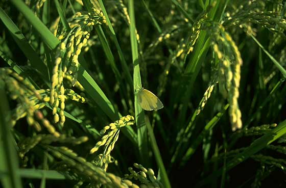 Rice and Pale clouded yellow