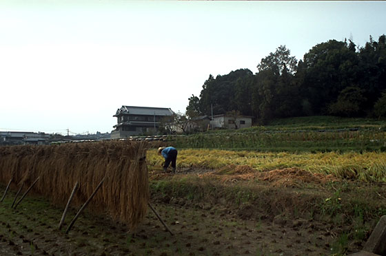 Rice paddies