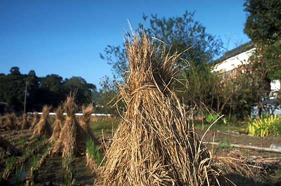 Rice paddies