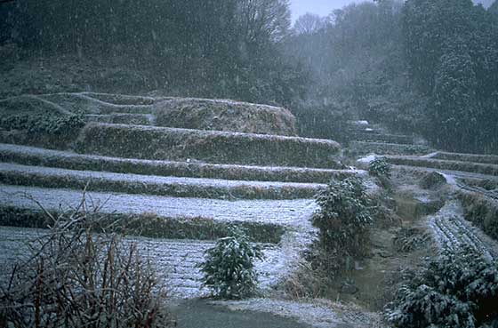 Rice paddies