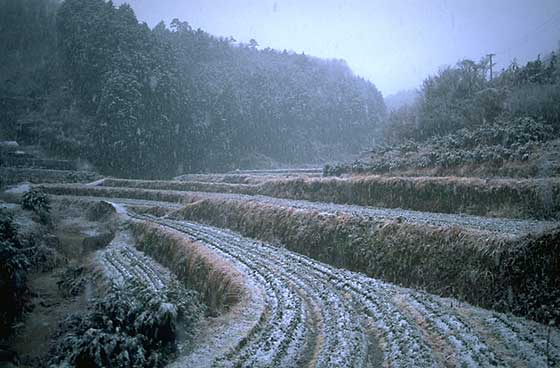 Rice paddies