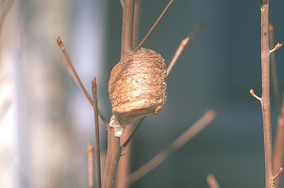 Ootheca of O kamakiri mantis