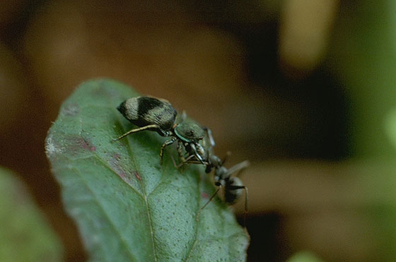 Ao-obi hetori jumping spider