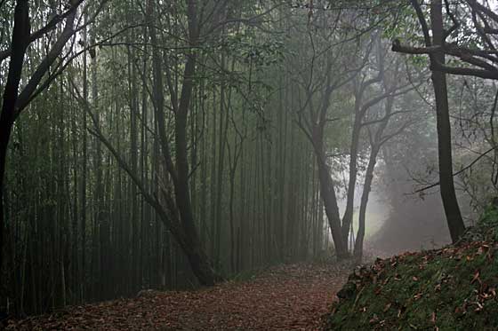 Bamboos in a fog