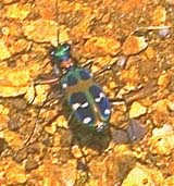 A tiger beetle