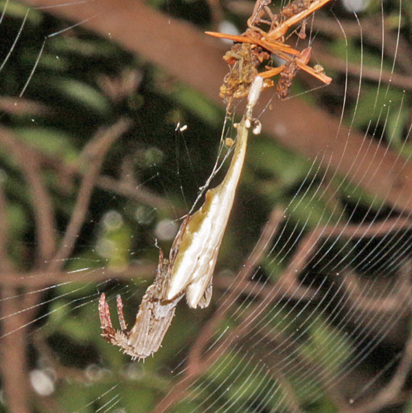 Scorpion-tailed Spider