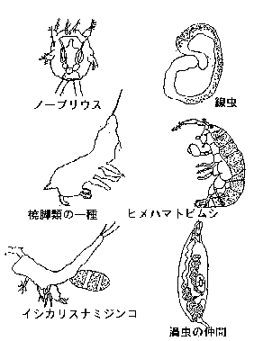ノープリウス幼生、線虫、ヒメハマトビムシ、イシカリスナミジンコ、渦虫の仲間