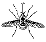 An illust of bee fly