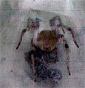 クサグモ