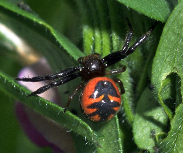 A photo of Synaema globsum