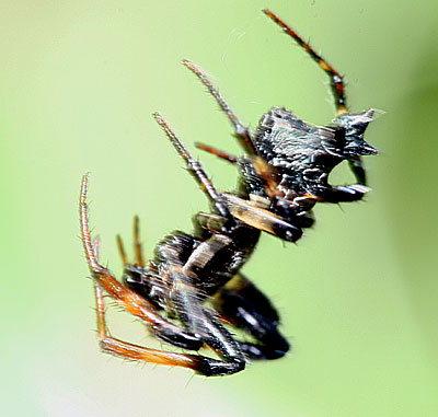 A male Cyclosa octotuberculata