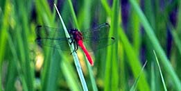 A red skimmer dragonfly