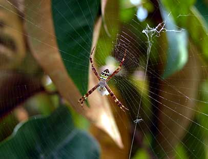 Argiope aetherea?